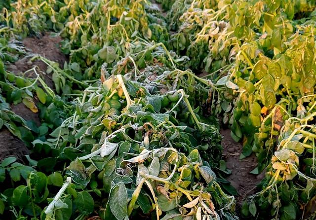 Bathinda: Frost adversely affecting crops