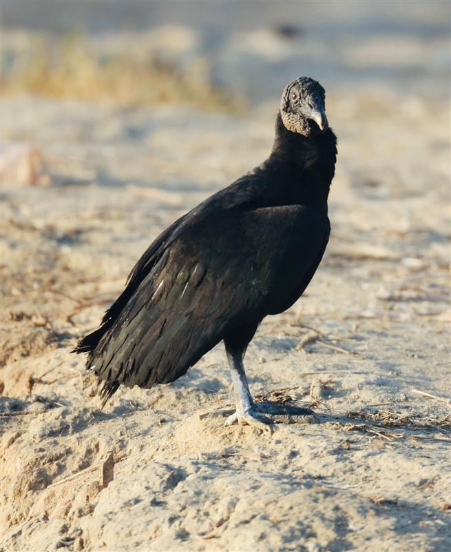Black vulture spotted in Gurugram’s Chandu wetlands, first such sighting in India