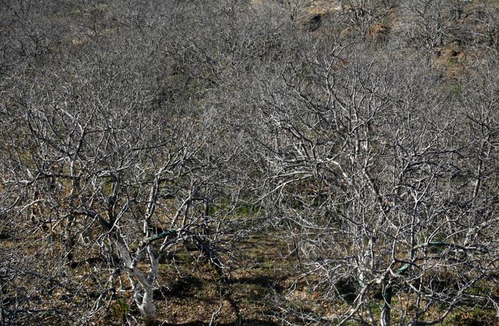 Prolonged dry spell has Himachal apple growers worried