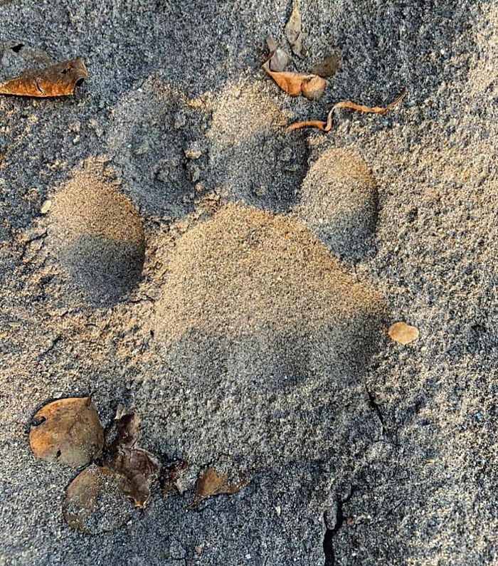 Tiger pug marks spotted in Paonta Sahib; welcome sign: DFO