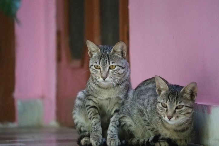 Are your cats fighting or playing? Scientists analyse cat videos to figure out the difference