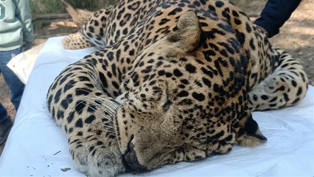 Second leopard shot within week in Ropar forests