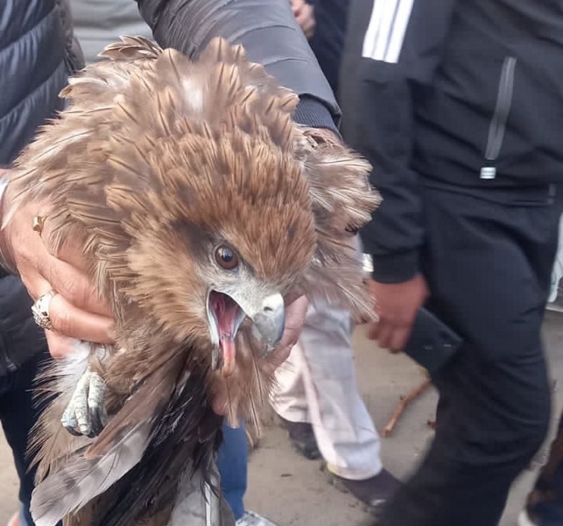Black kite entangled in Chinese string, rescued