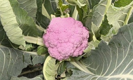 After capsicum, it's time for yellow, purple cauliflower