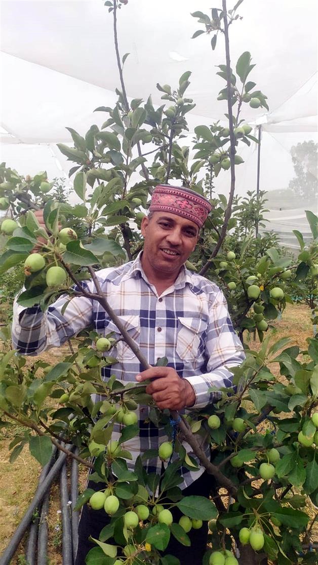 Shahpur farmer sells saplings of 'low-chill' apple in 12 states