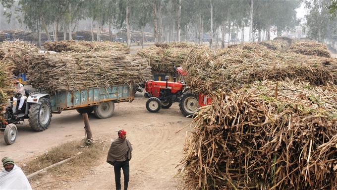 Haryana farmers demand hike in cane SAP