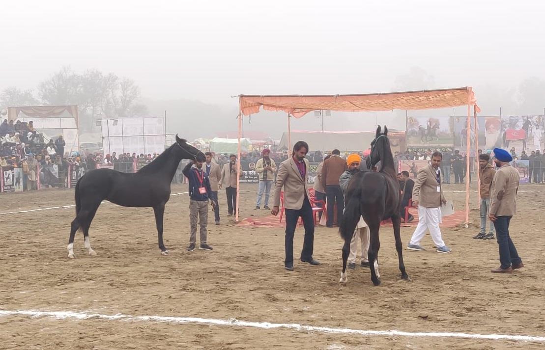 Horse show a major attraction at Maghi Mela in Muktsar
