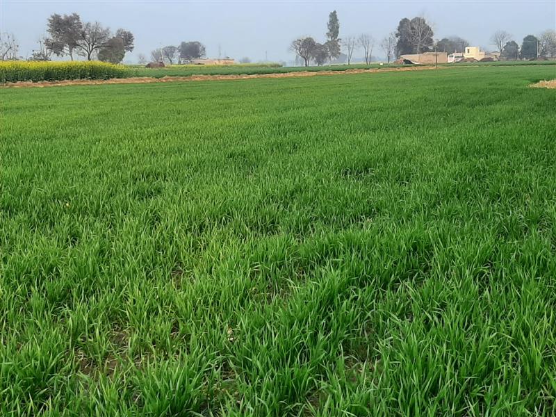 Light rain across Haryana enthuses farmers