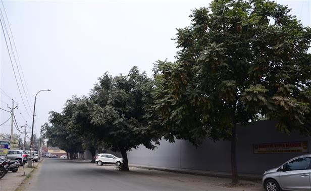 Authorities yet to conduct survey to count trees in Ludhiana