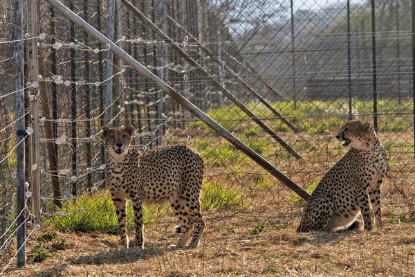 India signs pact with South Africa to bring 12 cheetahs in February