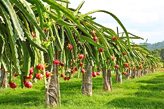 Dragon fruit cultivation in Una to boost farm income, says DC