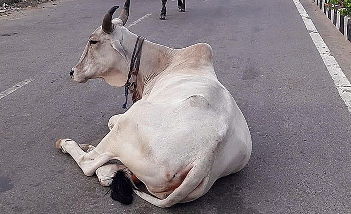 No end to stray cattle menace in Rohtak