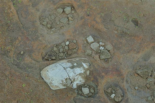 Rare dinosaur nests with 256 eggs discovered in MP’s Narmada valley