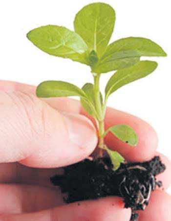 Nauni varsity sells over 1.5L fruit plants