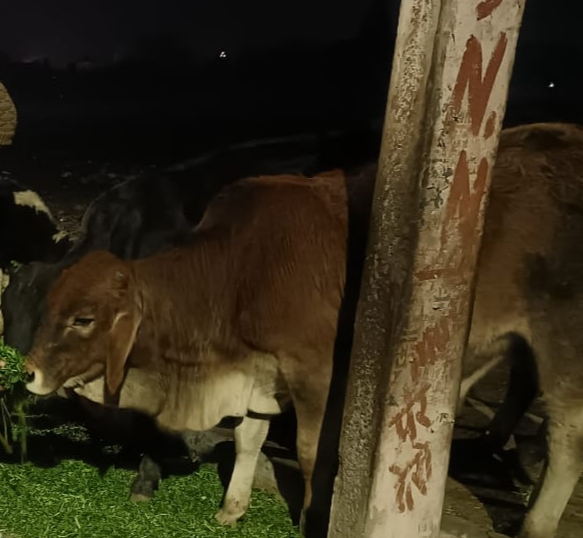 Stray cattle pose threat