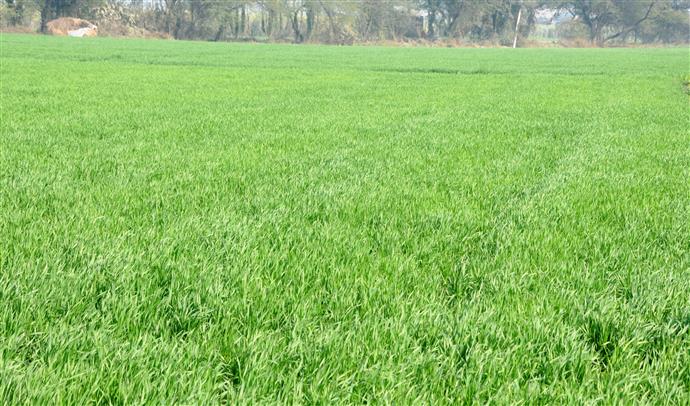 Bumper wheat production expected this season: Experts