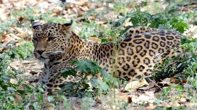Forest Dept captures leopard in Rampur