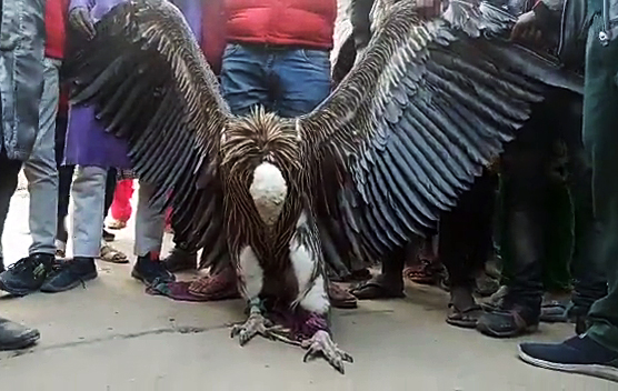 Rare Himalayan Griffon vulture having 6-ft wing span captured from Kanpur cemetery