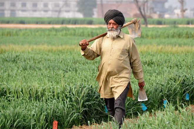 Punjab Government's 11-member panel  to frame agri policy