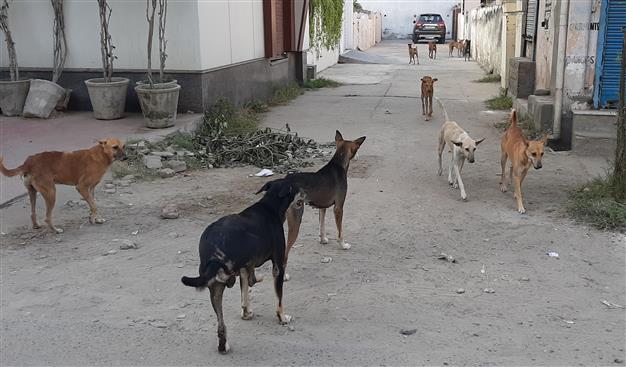 Stray dog menace in Panipat