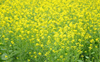 Contentious opinions crop up at GM mustard programme