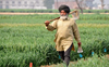 11-member panel  to frame agri policy