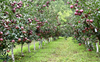 High-density orchards a boon for apple economy