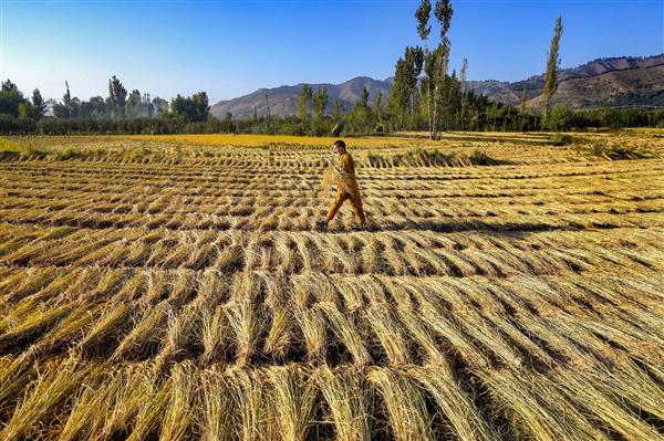 Mushk Budji cultivation to be expanded in 3 yrs