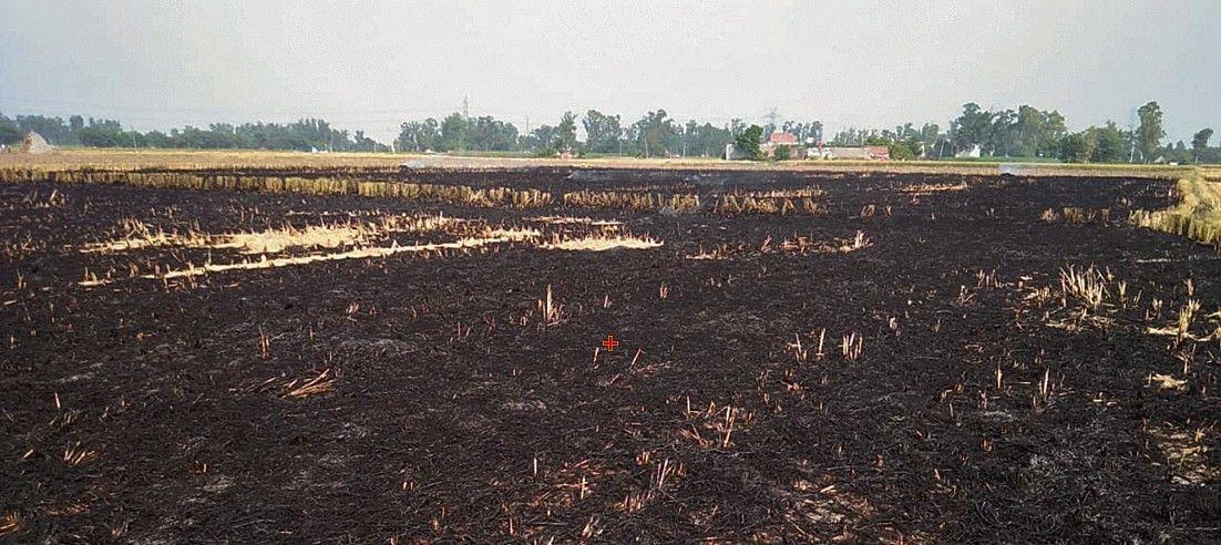 Unprecedented rise in farm fires across Haryana