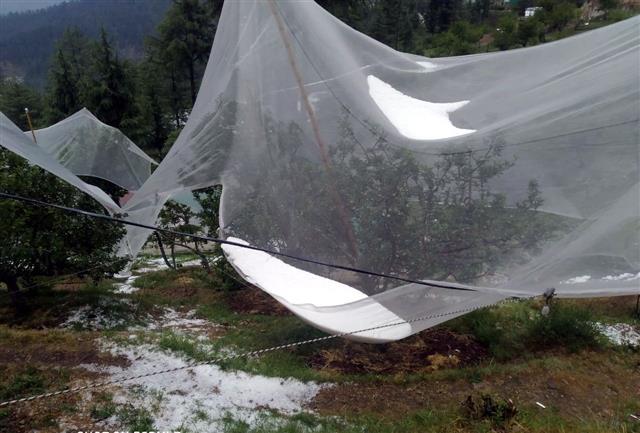 Heavy rain caused Rs 23.29 crore loss to fruit growers in Mandi district