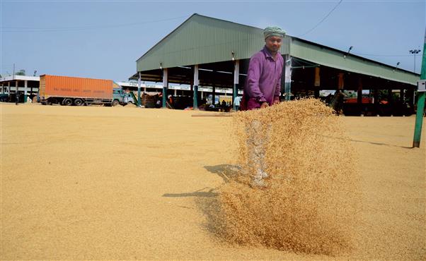 Paddy procurement off to slow start in Punjab