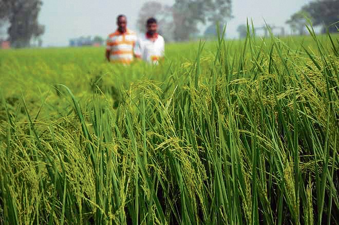 Basmati growers in tizzy over border firing