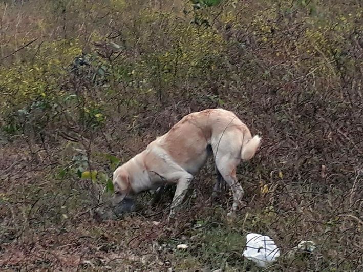 Punjab: Rising feral dog attacks pose threat to dwindling wildlife in Shivalik foothills