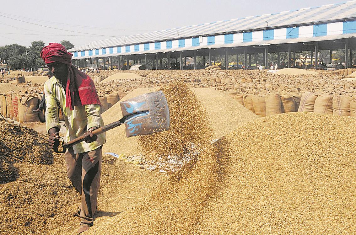 No end to Punjab's paddy pangs amid millers' stir, 67% of crop yet to be lifted