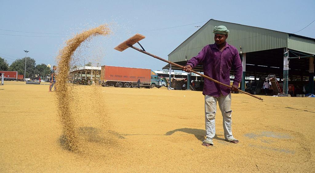 High moisture content delays arrival of paddy in mandis