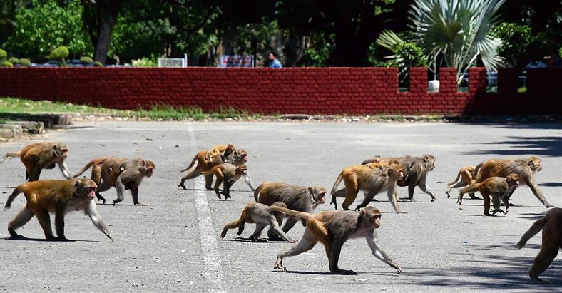 Now, Chandigarh civic body to deal with monkey menace