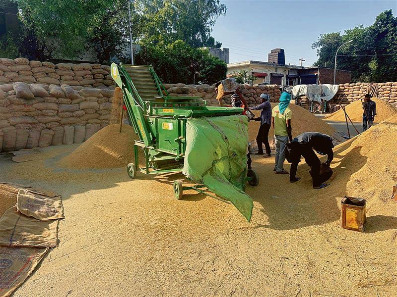 Paddy glut in mandis, 2.37 LMT stock arrives in Ludhiana district, 94 per cent procured