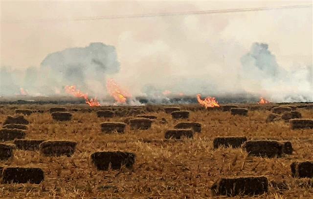 Three Malwa districts see decline in farm fire cases