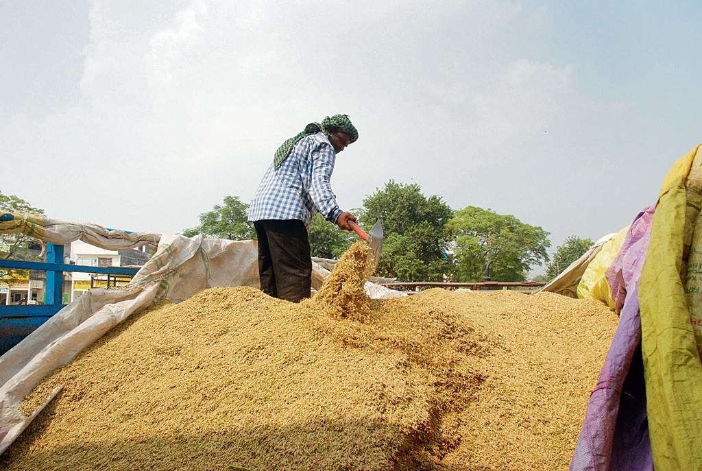 Haryana: Rice exporters suspend strike, basmati purchase begins today