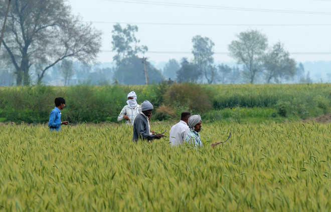 Mohali: Agro forestry on unused panchayat land in works