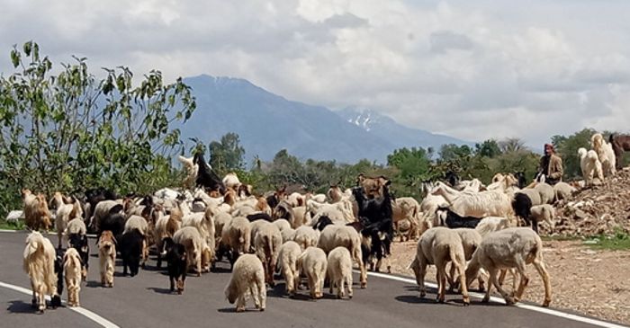 Himachal Pradesh shepherds left in cold as imports hit wool sales