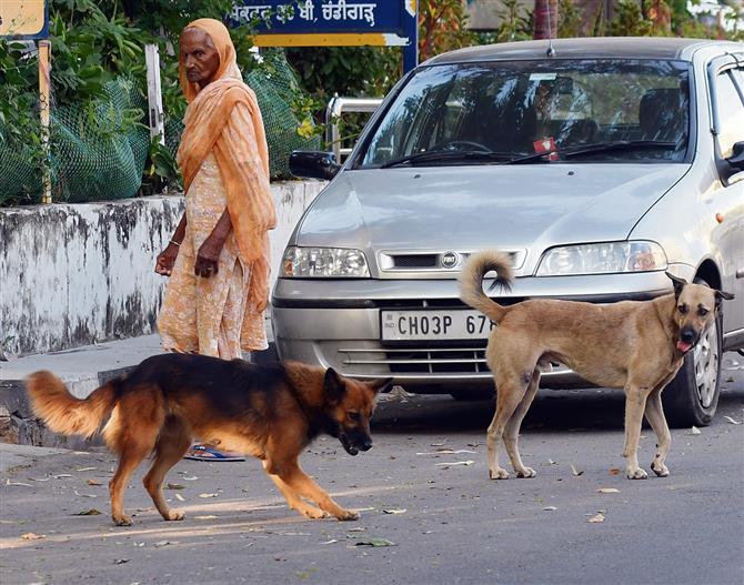 Open house: Besides sterilisation, what steps should Chandigarh Admn, MC take to address the issue of stray dogs?