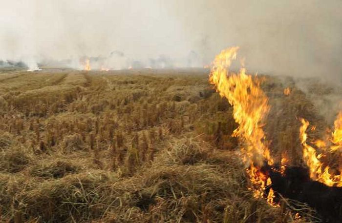 589 farm fires seen in day in Punjab, PPCB claims 50% decline