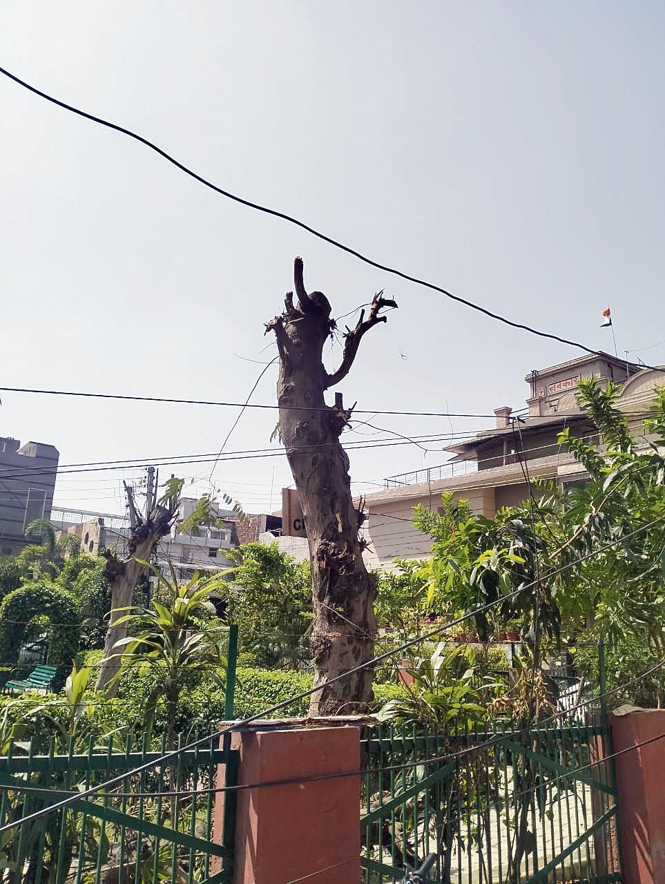 Complaint against ‘unauthorised’ cutting of trees