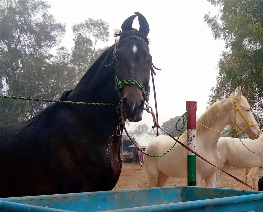 Horse market disallowed in Muktsar village, breeders stare at losses