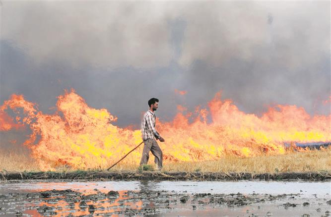 Stubble burning goes unchecked in Tarn Taran district