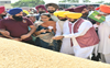 PUSA 44 paddy variety to be banned from next Kharif season: Punjab CM Bhagwant Mann