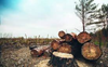 Yamunanagar: FIR against sarpanch for illegal felling of trees