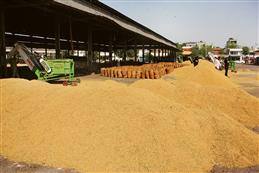 18,596 MT of paddy arrives at grain markets in Ludhiana district