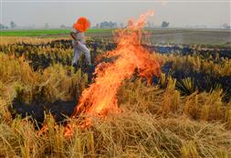 Stubble burning: Punjab sees 1,068 farm fires, highest in a single day this season
